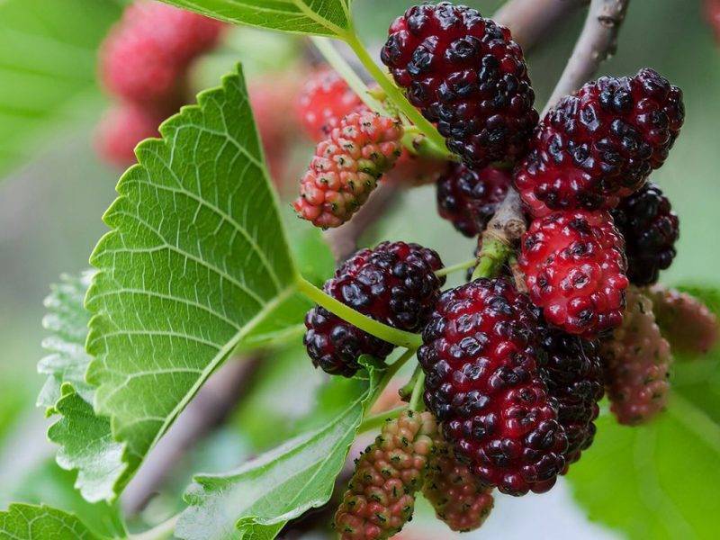 Шелковица купить саженцы из питомнике в Березниках