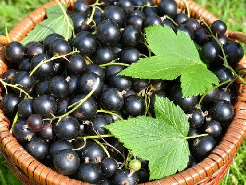 Смородина купить саженцы из питомника в Березниках