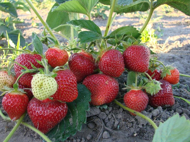 Клубника купить саженцы из питомника в Березниках