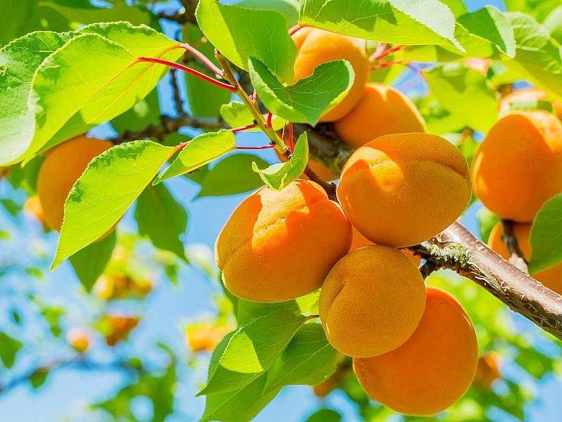 Абрикос купить саженцы из питомнике в Березниках