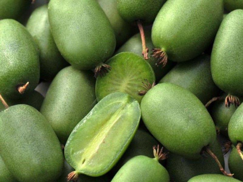 Актинидия купить саженцы из питомнике в Березниках