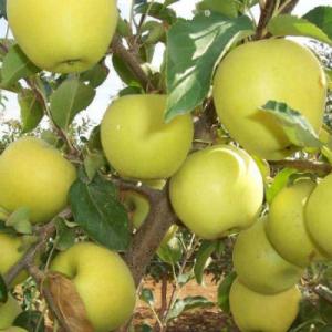 Яблоня "БОГЕМИЯ ГОЛД"